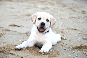 イメージ：子犬