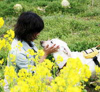 訓練卒業・盲導犬デビュー