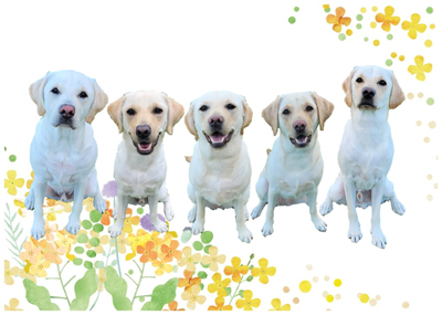 パピーウォーカー課程を修了